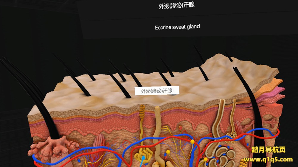 日常解剖 VR (Everyday Anatomy VR)