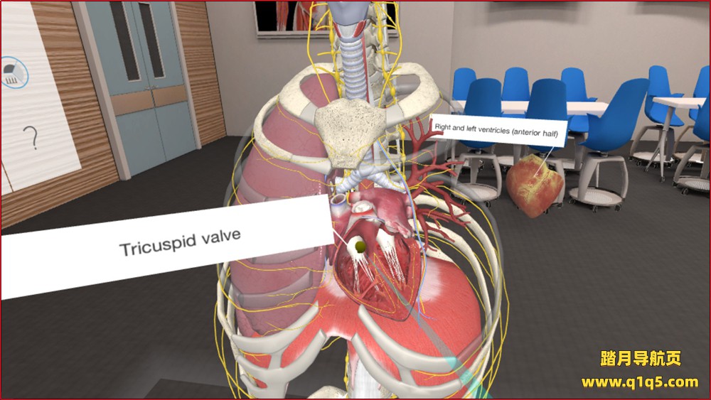 Oculus Quest 游戏《3D Organon VR Anatomy 2021》3D Organon VR 人体解剖学