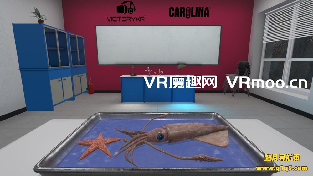 Oculus Quest 游戏《解剖模拟器 无脊椎动物》Dissection Simulator- Invertebrate Edition