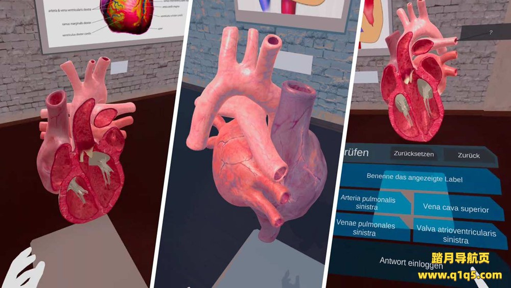 Oculus Quest 游戏《解剖实验室》VR Anatomy Lab