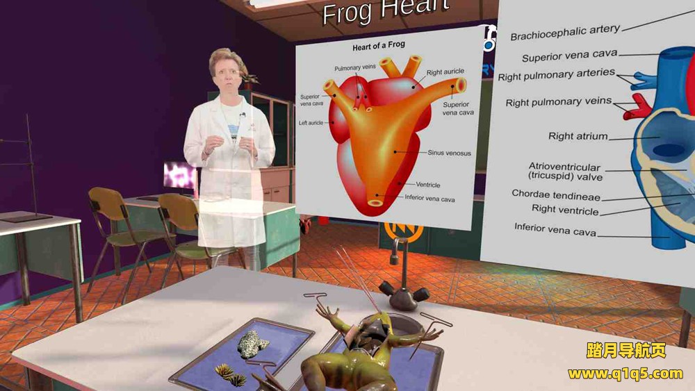 Oculus Quest 游戏《解剖模拟器 青蛙》Dissection Simulator Frog Edition