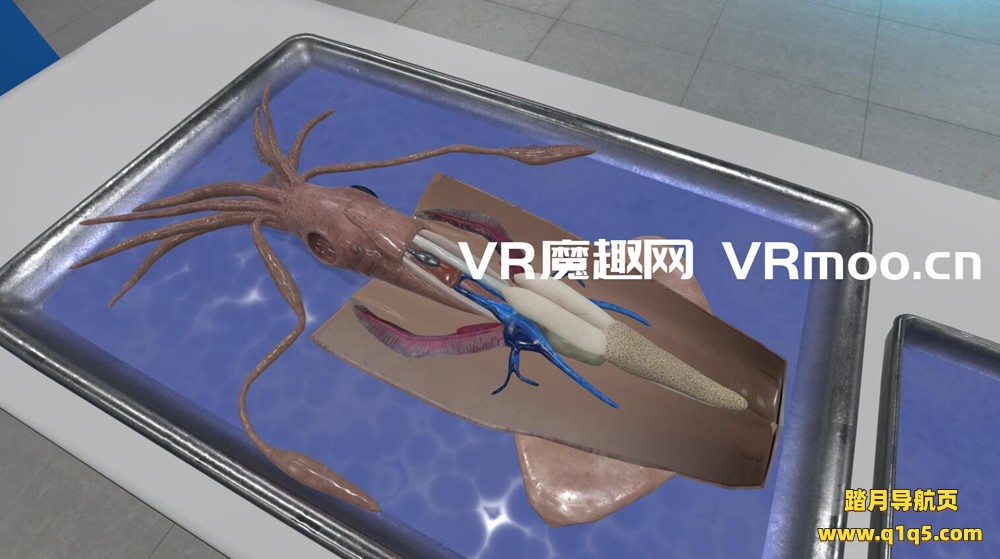 Oculus Quest 游戏《解剖模拟器 无脊椎动物》Dissection Simulator- Invertebrate Edition