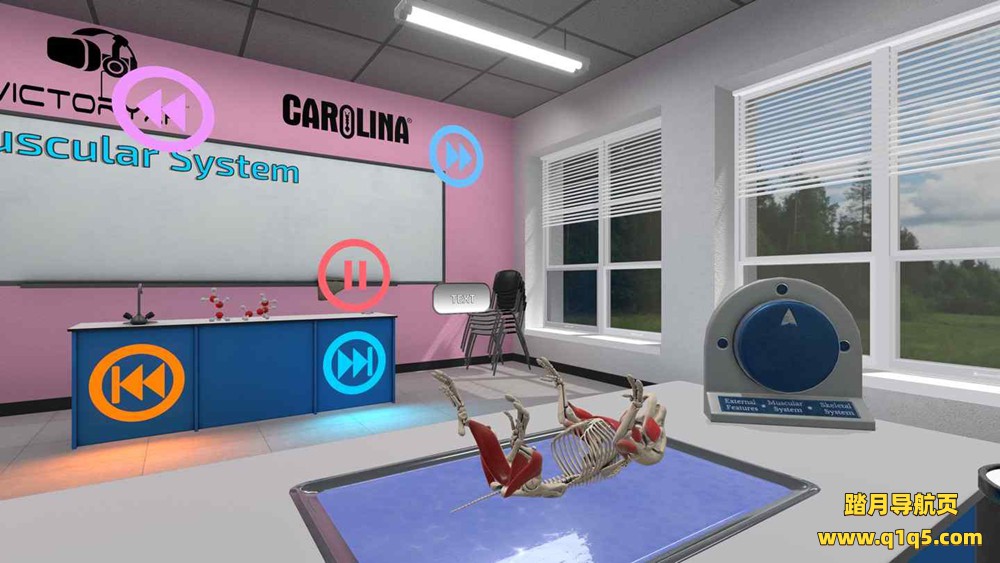 Oculus Quest 游戏《解剖模拟器 小猪》Dissection Simulator – Pig Edition