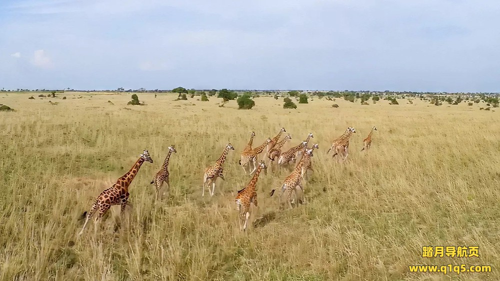 Meta Quest 游戏《野生动物探险之旅》Murchison Falls- The Awarded Wildlife Adventure with Elephants, Lions and Hyenas