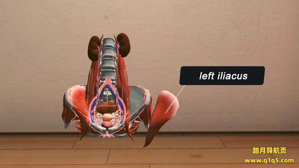 Oculus Quest 游戏《生物数字人》BioDigital Human