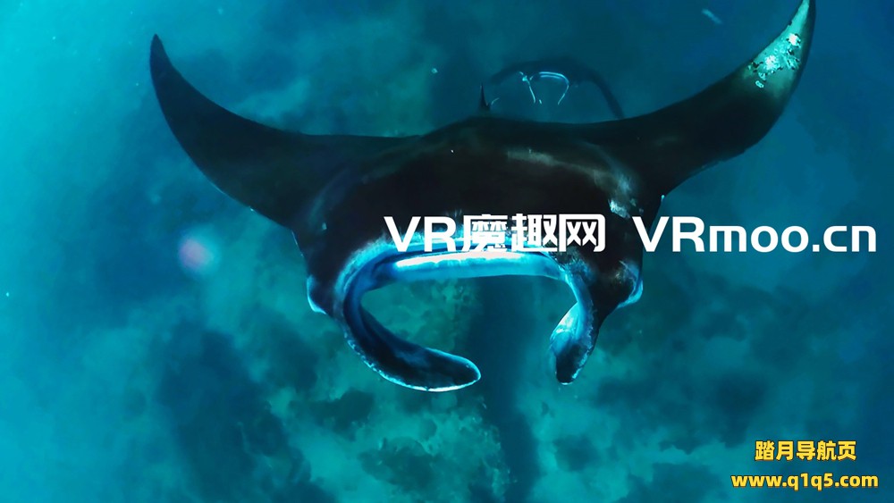 Oculus Quest 游戏《Komodo VR》科莫多