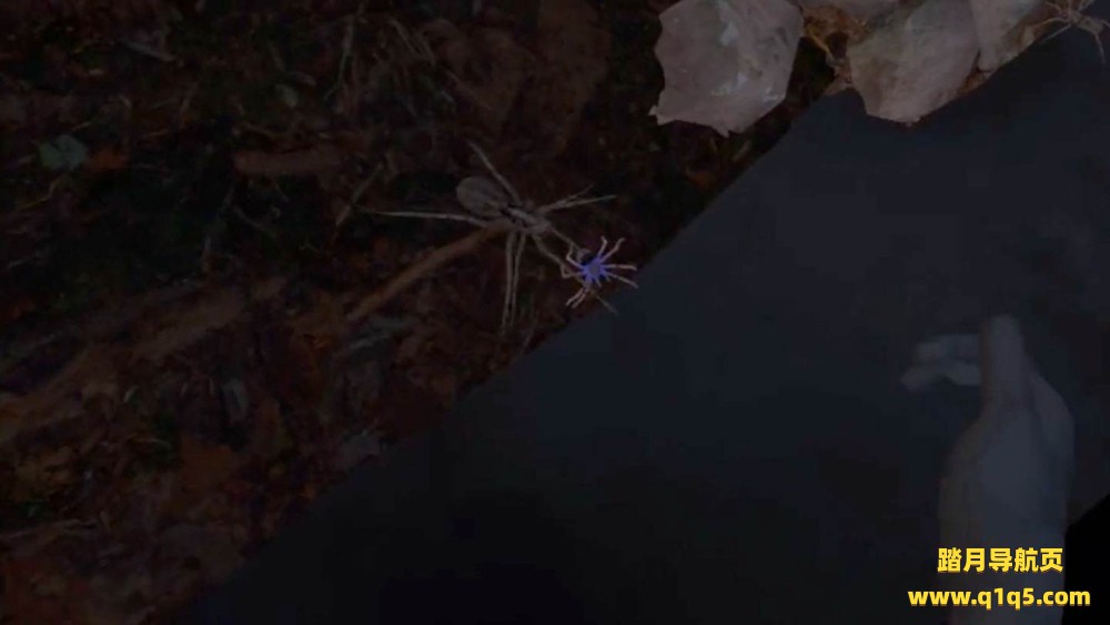 Oculus Quest 游戏《蜘蛛体验》Relaxed spiders experience