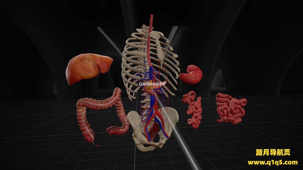 Oculus Quest 游戏《解剖学和医学教育》BodyMap for Anatomy and Medical Education