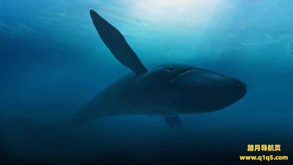 Oculus Quest 游戏《自然之旅VR》Nature Treks VR