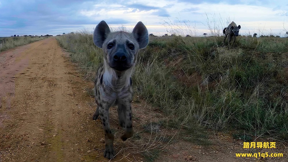 Meta Quest 游戏《野生动物探险之旅》Murchison Falls- The Awarded Wildlife Adventure with Elephants, Lions and Hyenas