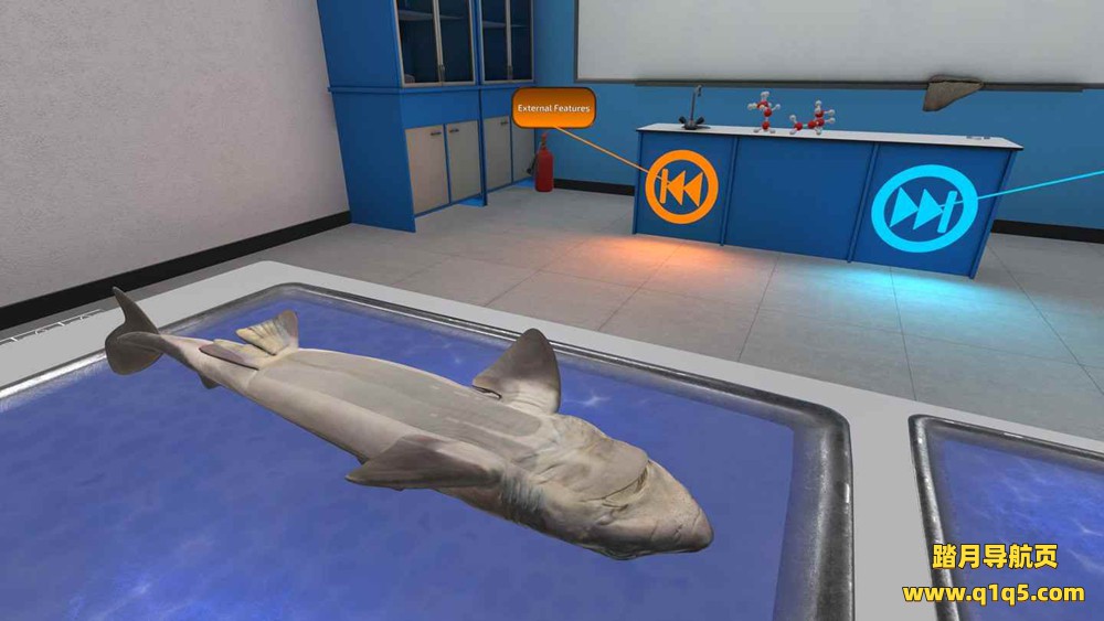 Oculus Quest 游戏《解剖模拟器 鲨鱼》Dissection Simulator- Shark Edition VR