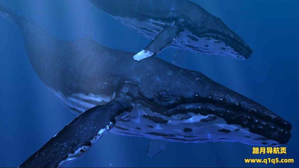 Oculus Quest 游戏《海洋裂谷》Ocean Rift