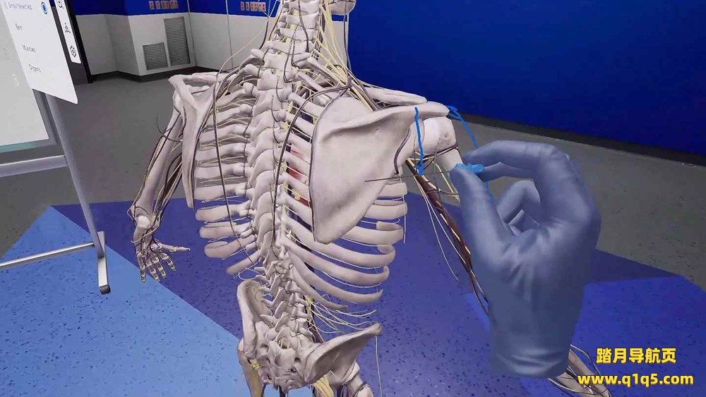 Oculus Quest 游戏《精密解剖学》BodyWorks Precision Anatomy