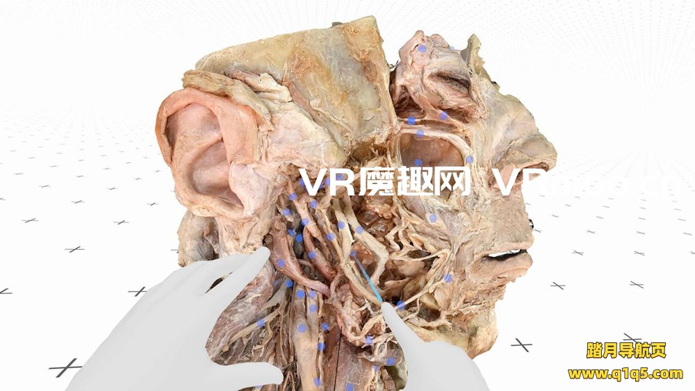 Oculus Quest 游戏《医疗全息甲板解剖大师 XR》Medicalholodeck is Dissection Master XR