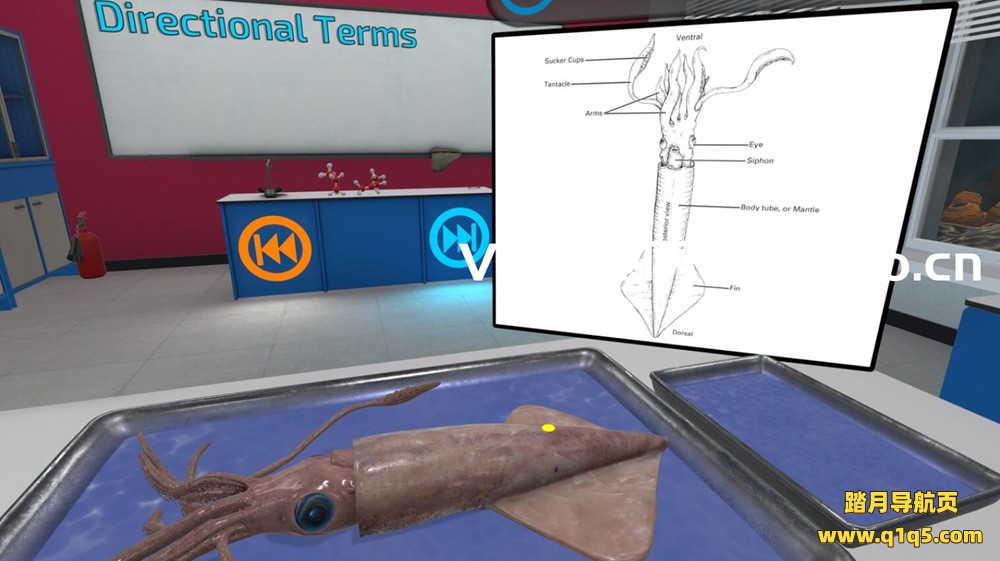 Oculus Quest 游戏《解剖模拟器 无脊椎动物》Dissection Simulator- Invertebrate Edition