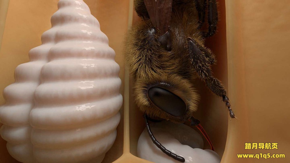 Oculus Quest 游戏《蜜蜂VR》Honeybee VR