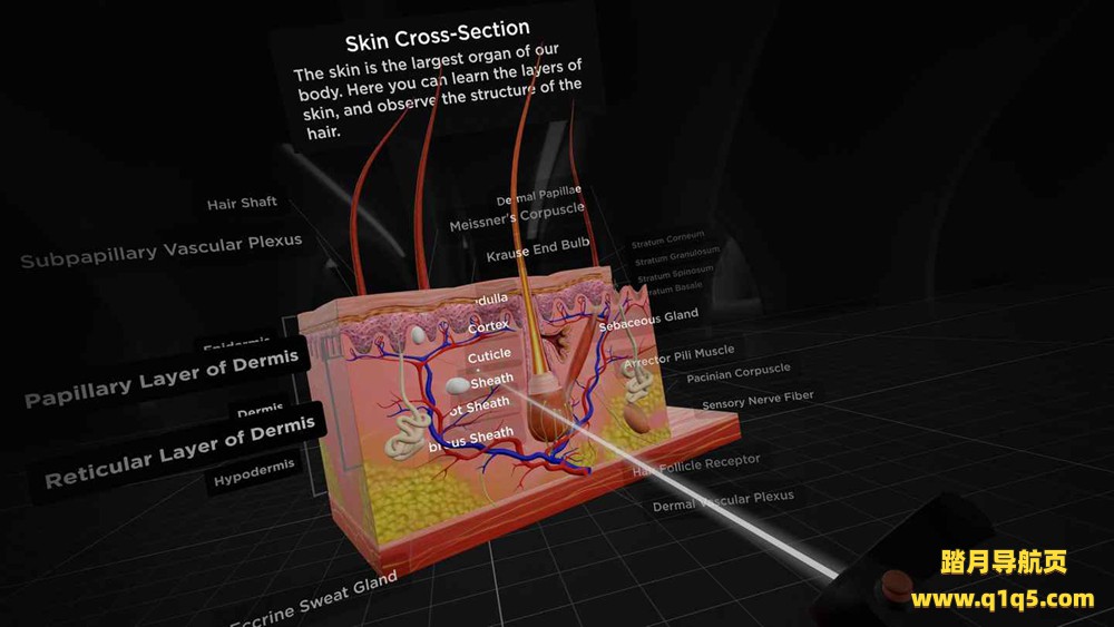 Oculus Quest 游戏《解剖学和医学教育》BodyMap for Anatomy and Medical Education