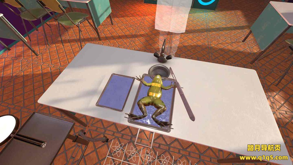 Oculus Quest 游戏《解剖模拟器 青蛙》Dissection Simulator Frog Edition