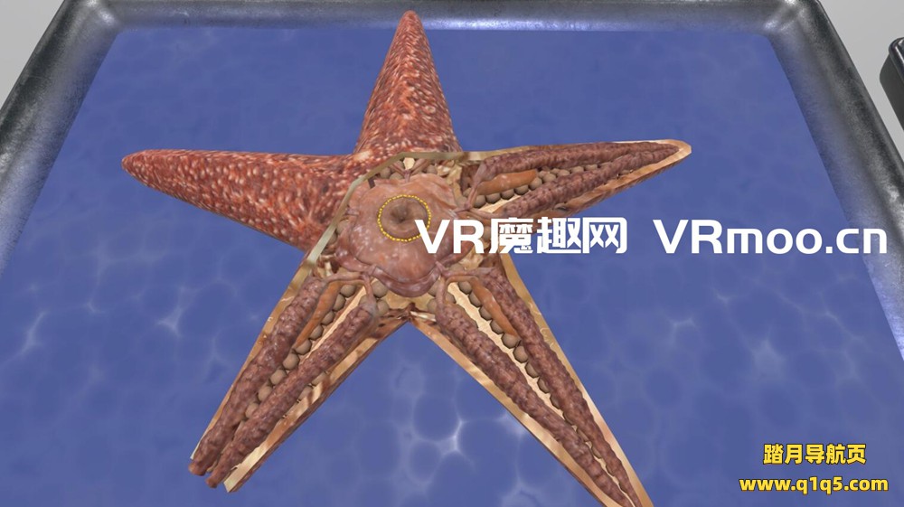 Oculus Quest 游戏《解剖模拟器 无脊椎动物》Dissection Simulator- Invertebrate Edition