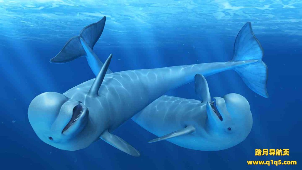 Oculus Quest 游戏《海洋裂谷》Ocean Rift