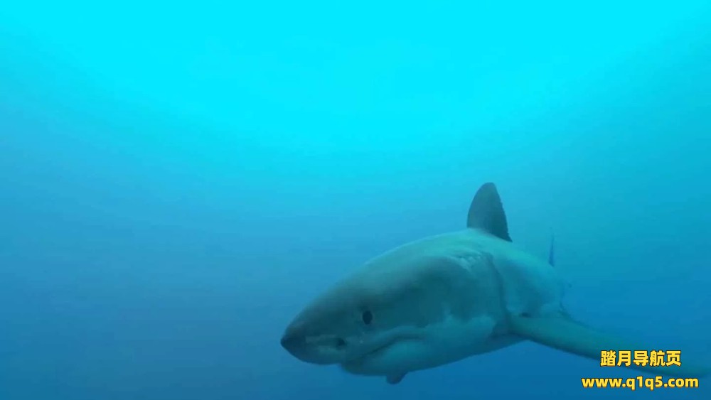 Oculus Quest 游戏《探索VR》Discovery VR