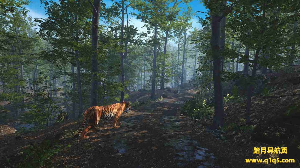 Meta Quest 游戏《大型猫科动物》Big Cat Rescue