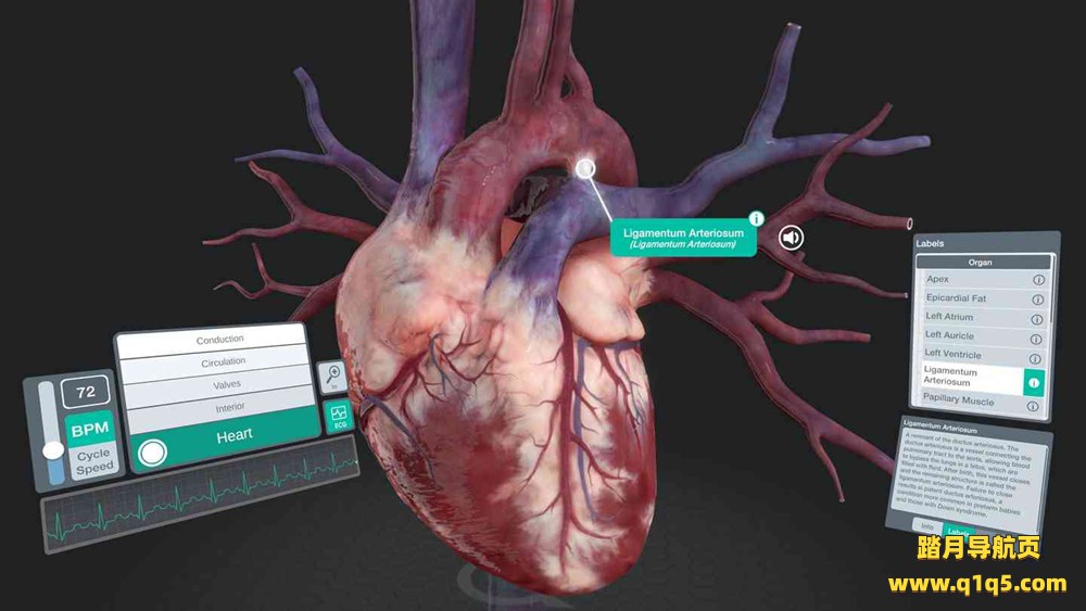 Oculus Quest 游戏《器官解刨学》Sharecare YOU Anatomy VR